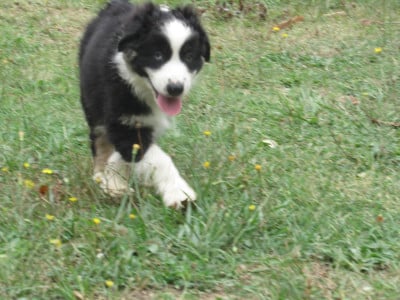 Les chiots de Berger Australien