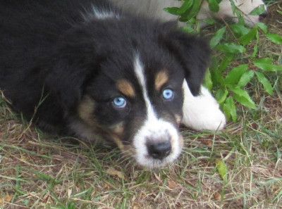 Les chiots de Berger Australien