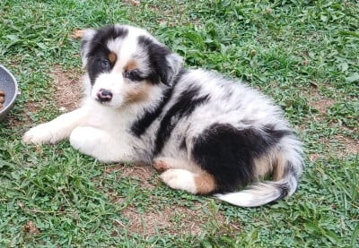Les chiots de Berger Australien