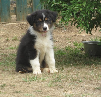 Les chiots de Berger Australien