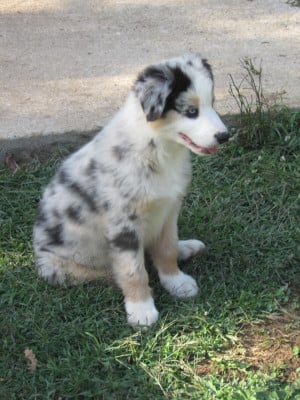 Les chiots de Berger Australien