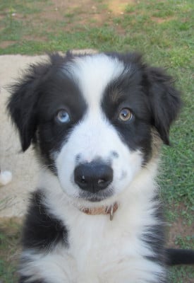 Les chiots de Berger Australien