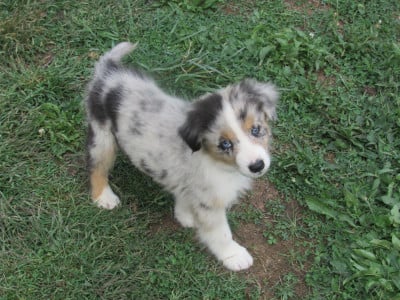 Les chiots de Berger Australien