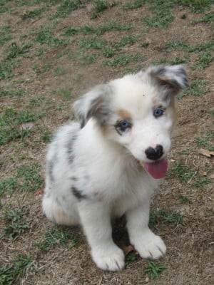 Les chiots de Berger Australien
