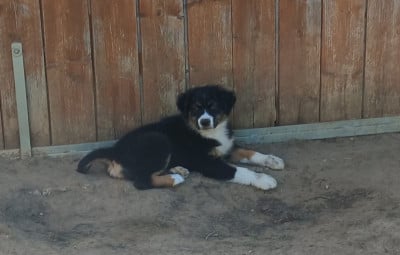 Les chiots de Berger Australien