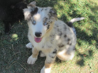 Les chiots de Berger Australien