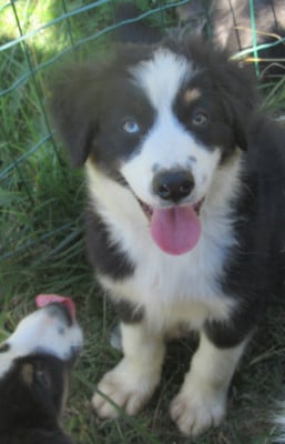 Les chiots de Berger Australien