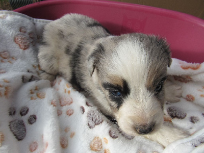 Les chiots de Berger Australien