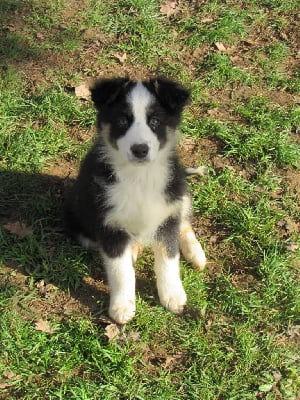 Les chiots de Berger Australien