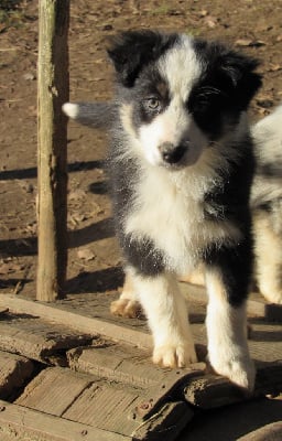 Les chiots de Berger Australien