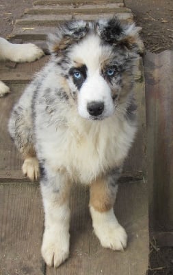 Les chiots de Berger Australien