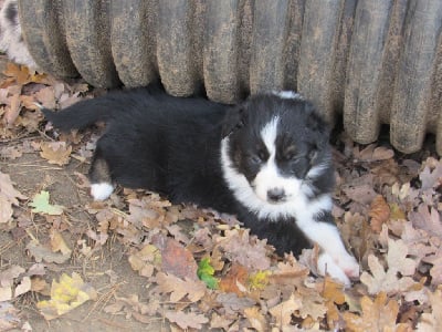 Les chiots de Berger Australien