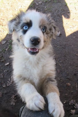 Les chiots de Berger Australien