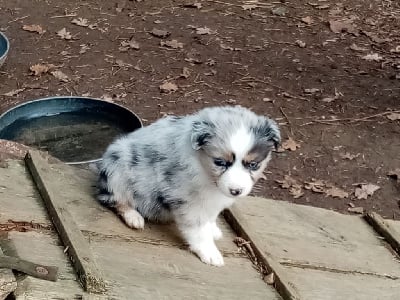 Les chiots de Berger Australien