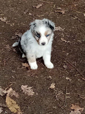 Les chiots de Berger Australien