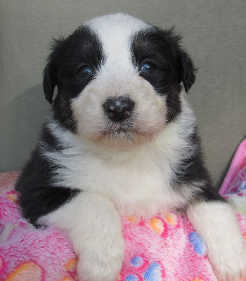 Les chiots de Berger Australien