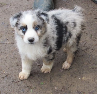 Les chiots de Berger Australien