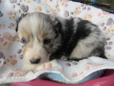 Les chiots de Berger Australien