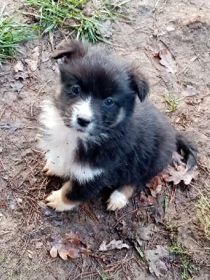 Les chiots de Berger Australien
