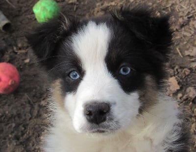 Les chiots de Berger Australien
