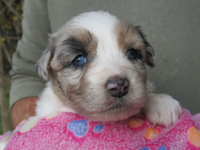 Les chiots de Berger Australien