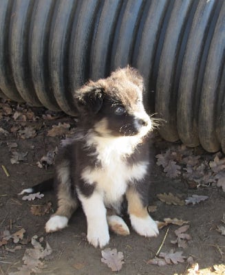 Les chiots de Berger Australien