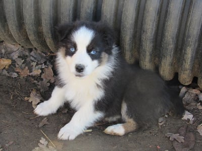 Les chiots de Berger Australien