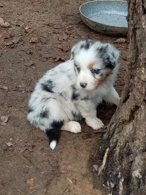 Les chiots de Berger Australien