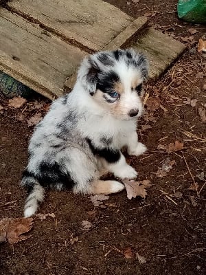 Les chiots de Berger Australien