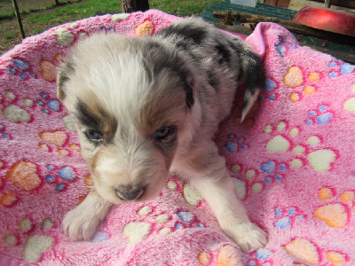 Les chiots de Berger Australien