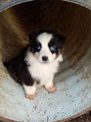 Les chiots de Berger Australien