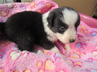 Les chiots de Berger Australien