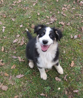 Les chiots de Berger Australien