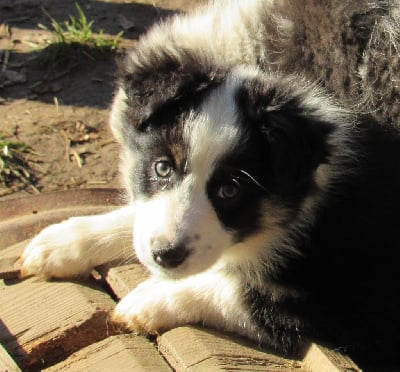 Les chiots de Berger Australien