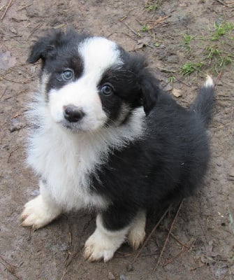 Les chiots de Berger Australien