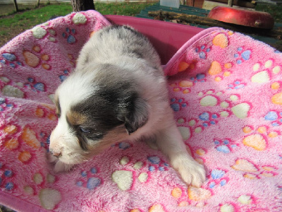 Les chiots de Berger Australien