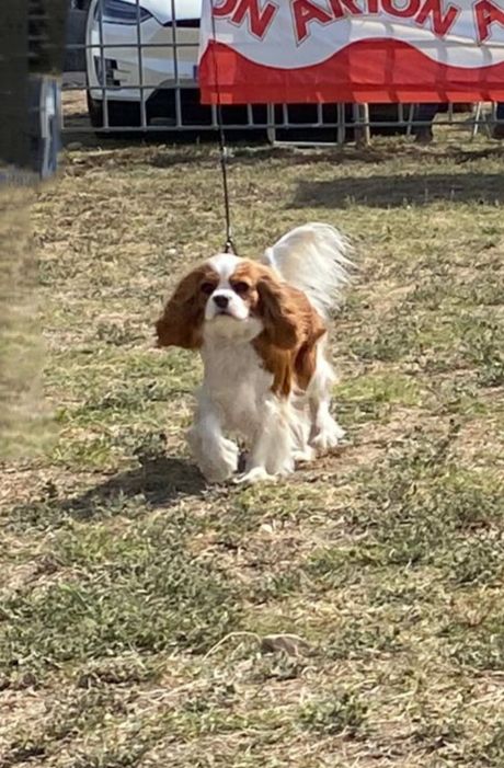 Indian summer big prime - Excelente 1 - BOB JOVEN