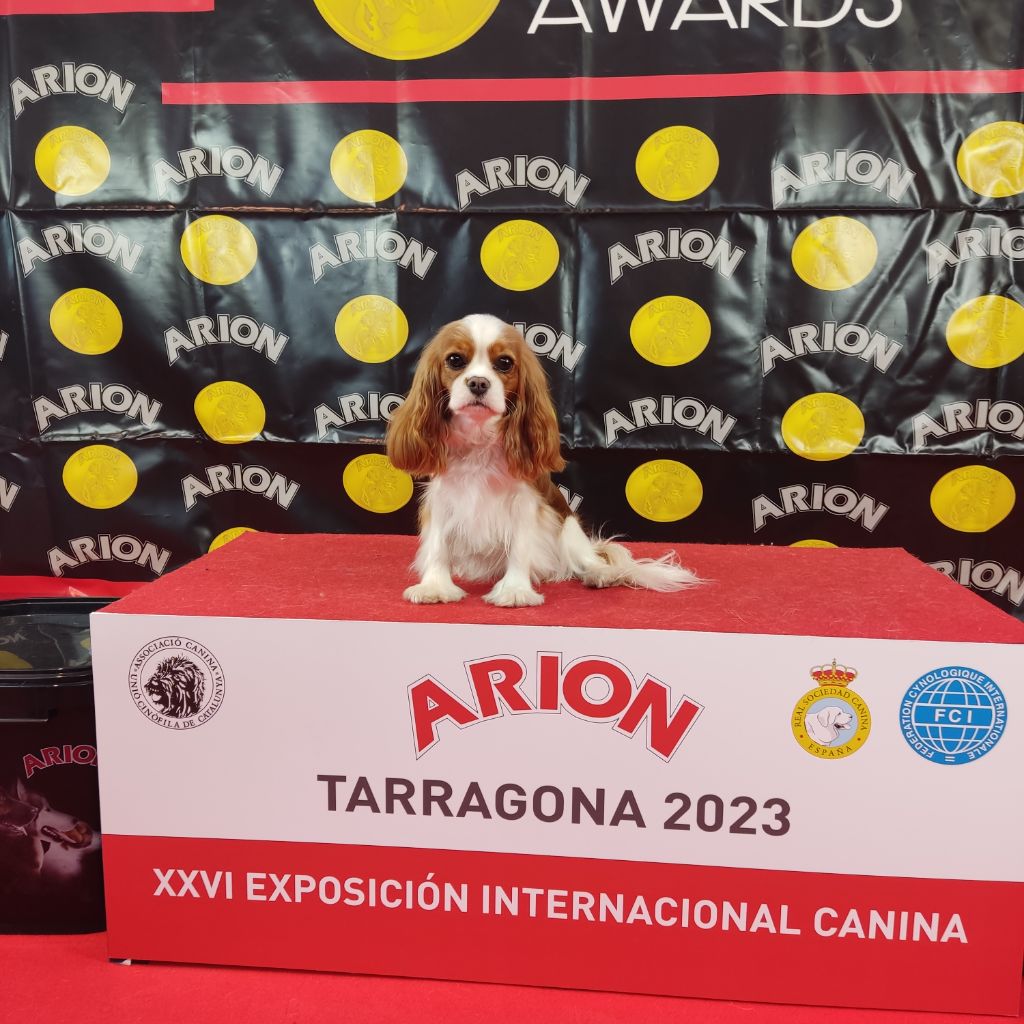 Indian summer big prime - EXCELENTE 2 RCCJ - Clase Joven