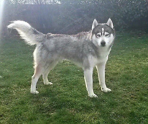 Publication : (Sans Affixe) Auteur : SB