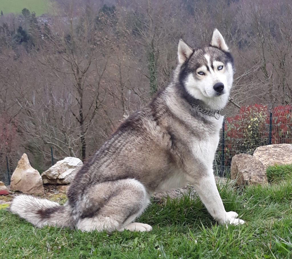 Publication : (Sans Affixe) Auteur : SB