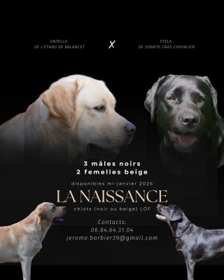 De Sonate Cras Chevalier