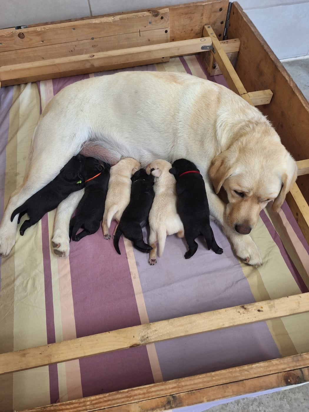 Labrador Retriever - De Sonate Cras Chevalier