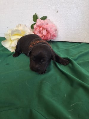 Les chiots de Labrador Retriever