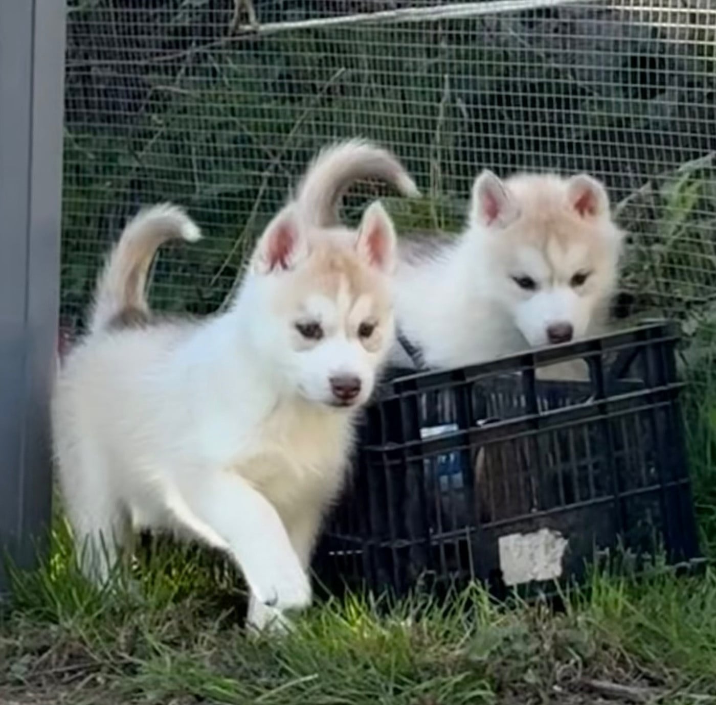 CHIOT 5 - Siberian Husky
