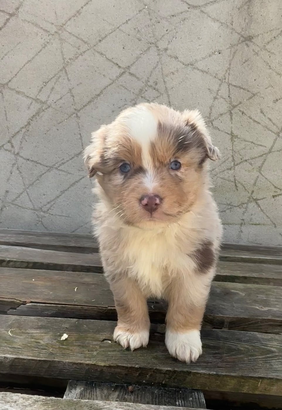 CHIOT 1 - Berger Américain Miniature 