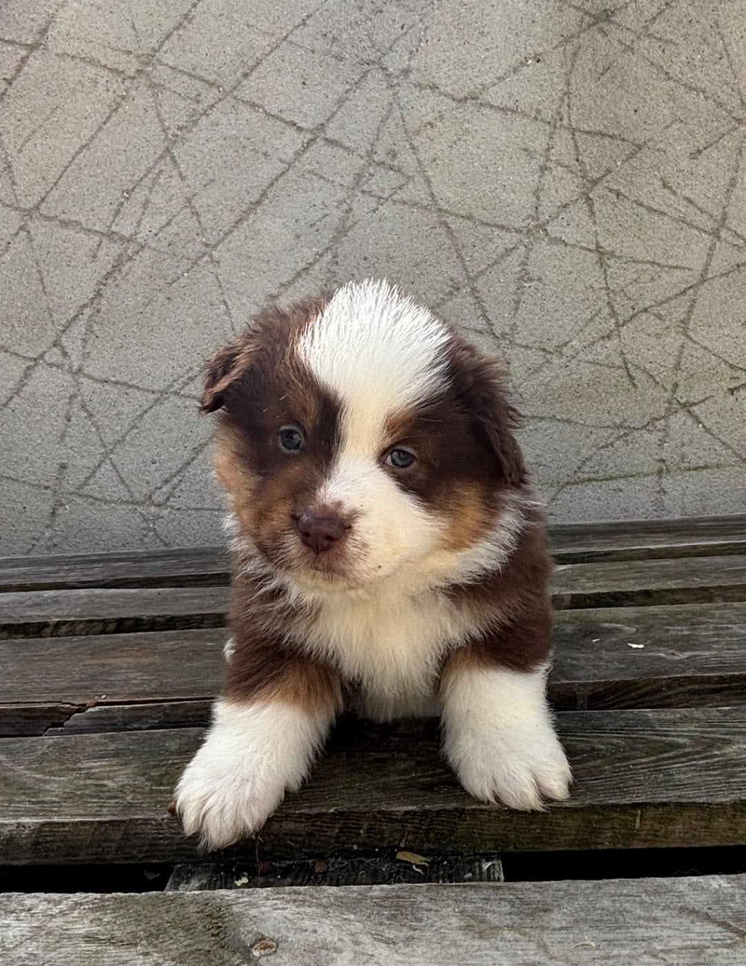 CHIOT 2 - Berger Américain Miniature 