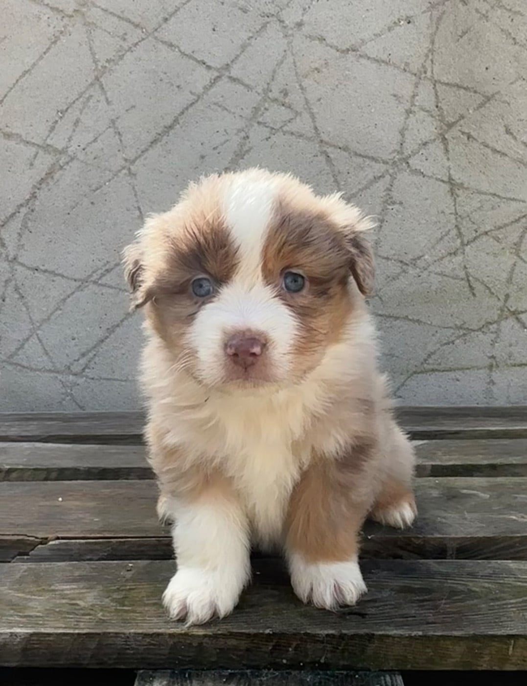 CHIOT 3 - Berger Américain Miniature 