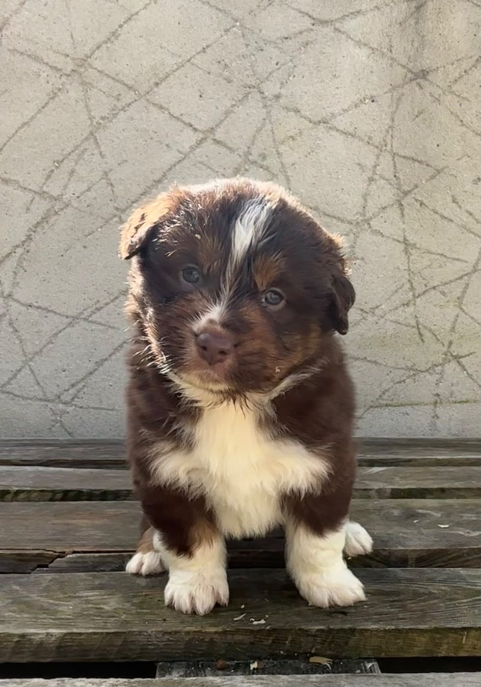 CHIOT 4 - Berger Américain Miniature 