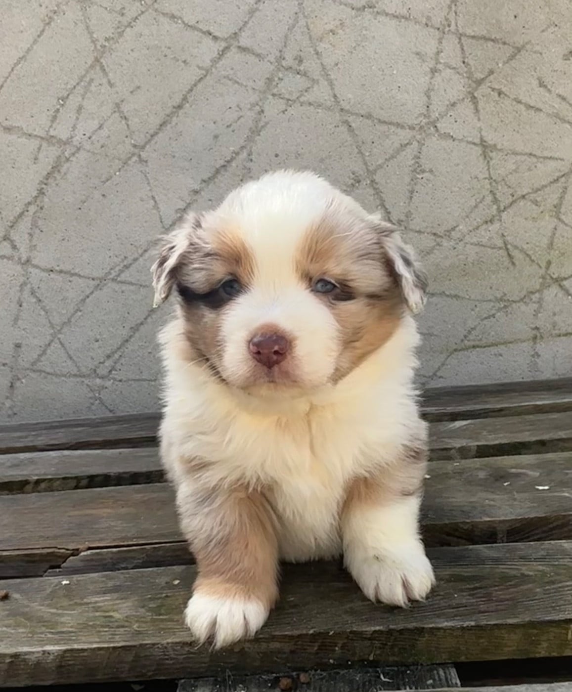 CHIOT 5 - Berger Américain Miniature 