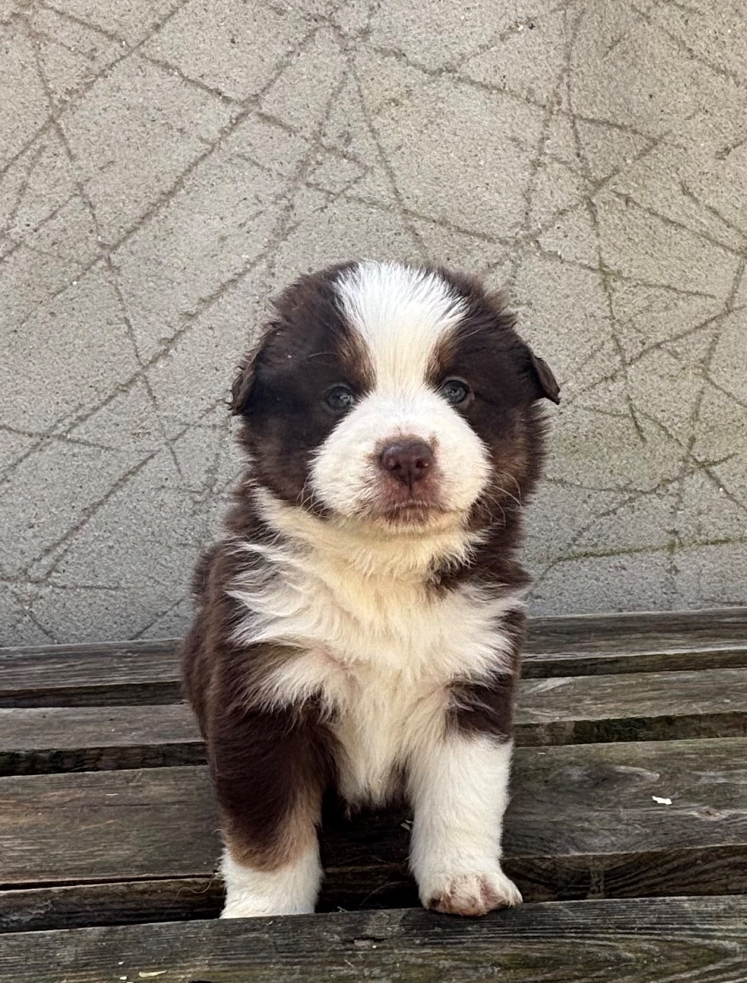 CHIOT 6 - Berger Américain Miniature 